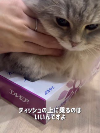 ティッシュ箱の中に手を突っ込んでいる猫