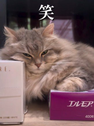 二つのティッシュ箱に乗る猫