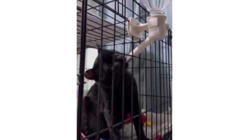水を飲む猫