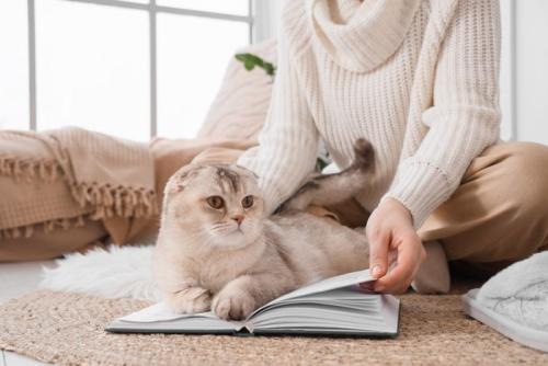 本の上に乗る猫