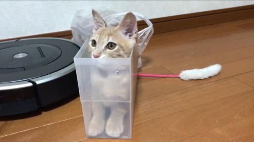 調整するひのきちゃん