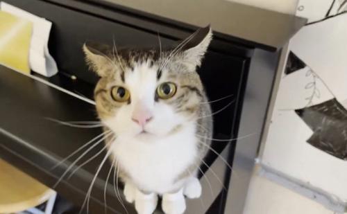 ピアノの上で待つ猫