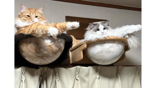 くつろいでいた猫たち