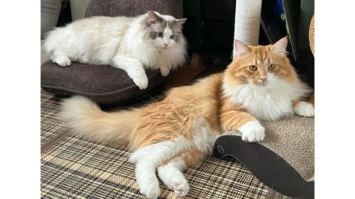 くつろいでいた猫たち