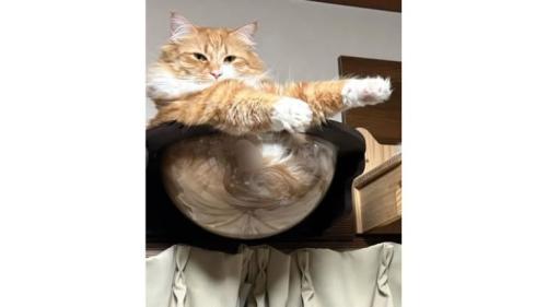くつろいでいた猫たち