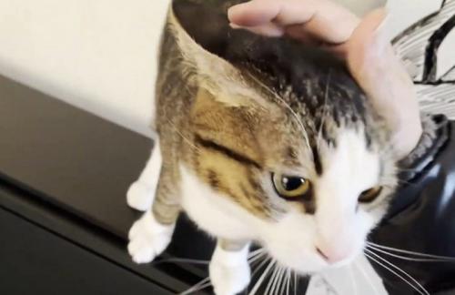 ピアノの上に乗って撫でてもらう猫