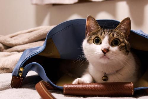 バッグに潜り込んで外出を阻止する猫