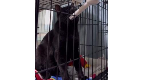 水を飲む猫