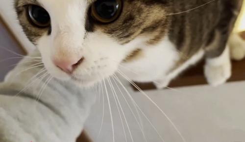 撫でられて甘える猫