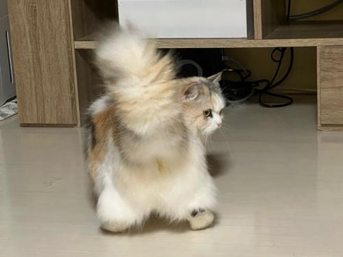 振り向くように横を向き、しっぽをあげている猫