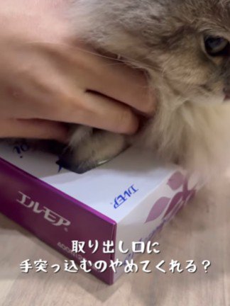 猫の手をつかむ飼い主