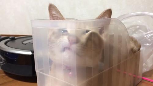 ぺちゃっとなったひのきちゃん2