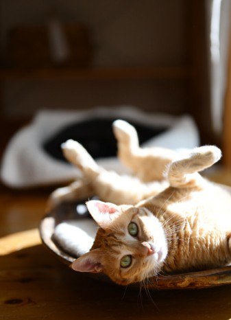 寝転がっている猫