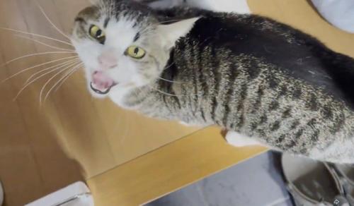 鳴き続ける猫