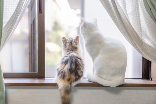 窓の外を眺める2匹の猫たち
