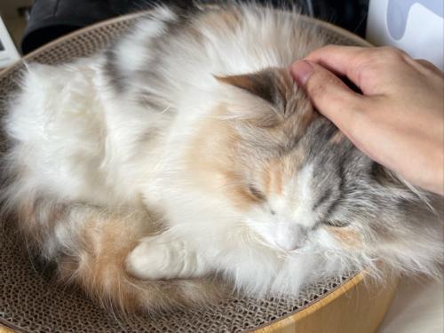 飼い主に撫でられる猫