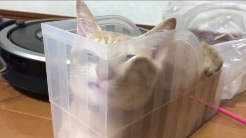 ぺちゃっとなったひのきちゃん