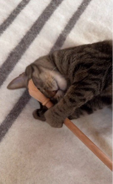 横になって孫の手を持っている猫