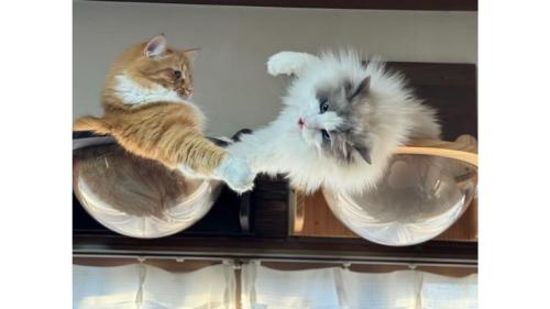 遊んでいる猫たち