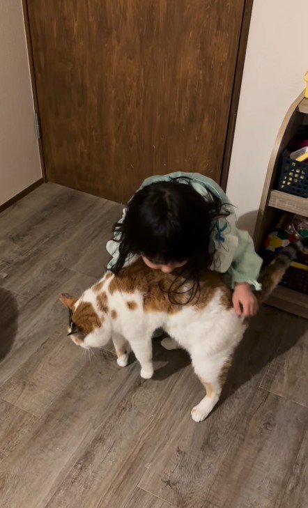 猫を抱っこしようとする女の子