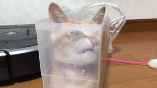 別の角度から見たひのきちゃん