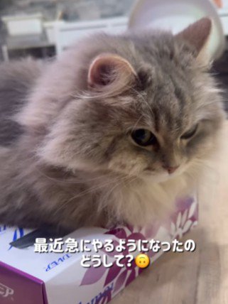 ティッシュ箱の上に乗る猫
