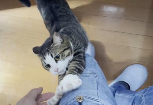 足に前足をかける猫