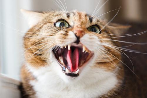 怒って鳴いている猫のアップ