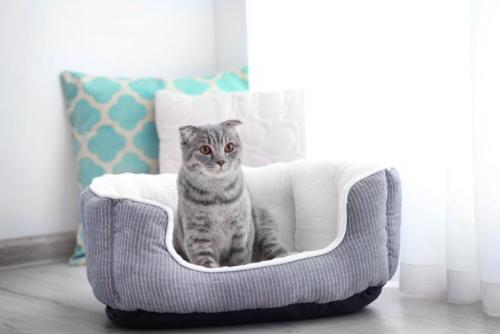 ベッドでお座りしている猫