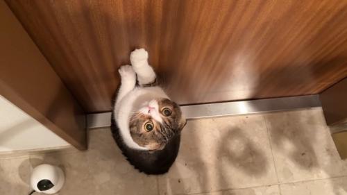 見上げる姿