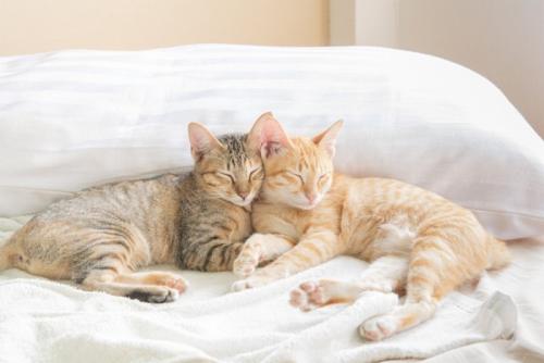 枕の前で寄り添う2匹の猫