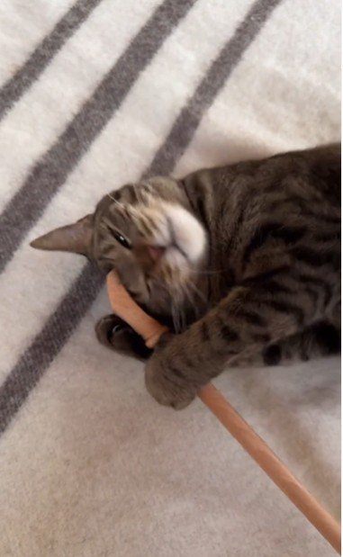 横になって孫の手を持っている猫