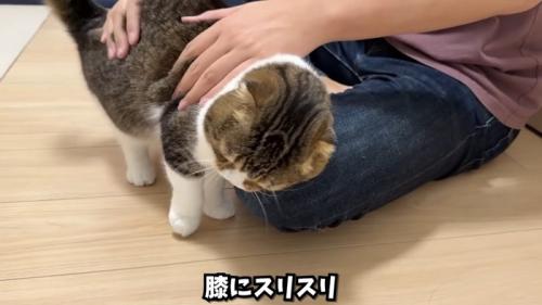 膝にスリスリ