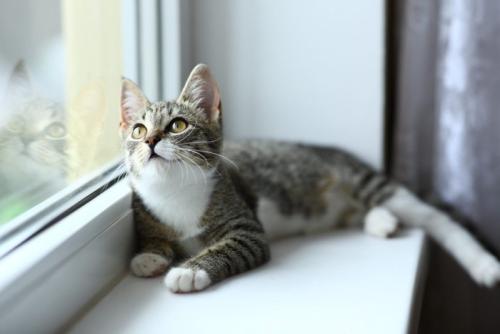 窓の外を見上げている猫