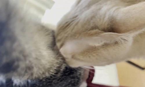 においをかぐ猫