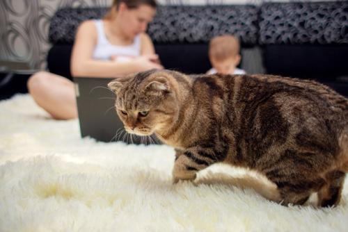 人の親子の前から離れる猫