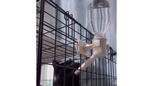 水を飲む猫