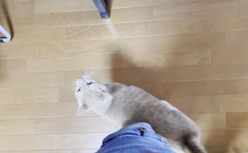 近づいてくる別の猫