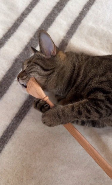 横になって孫の手を持っている猫