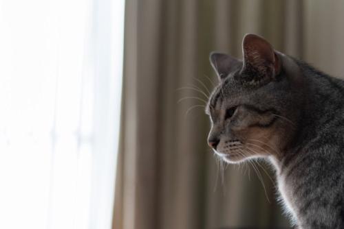 寂しそうな猫