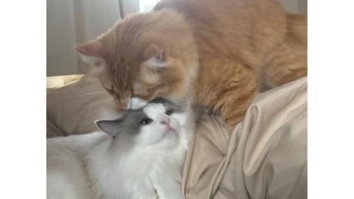 室内にいる猫