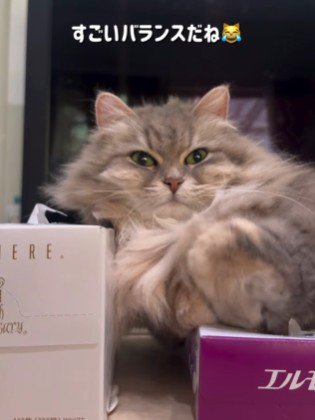 バランスをとる猫