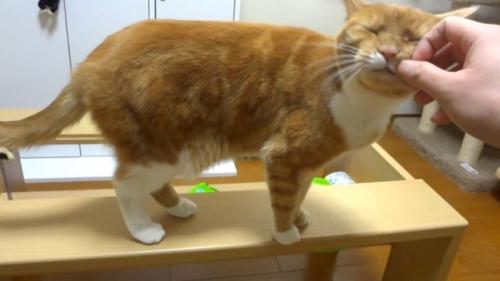 頬をなでなで