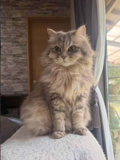 座っている猫