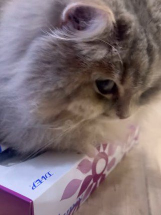 不満そうな視線を送る猫