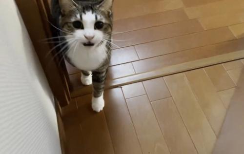 ドアの前で待ち構えていた猫