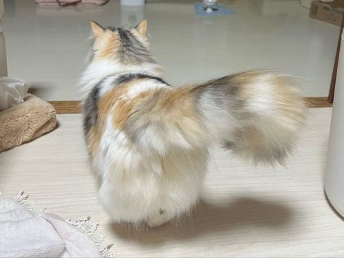 猫の後ろ姿(しっぽを横に振った瞬間)