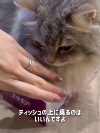 ティッシュ箱の上でくつろぐ猫