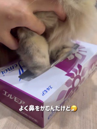 猫の手を箱の穴から引き抜く飼い主