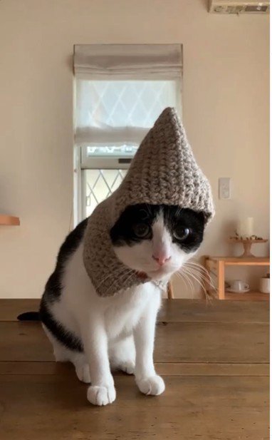 帽子をかぶっている猫